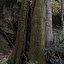 A tree split by lightning