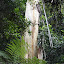 A tall tree that sheds its bark in ribbons