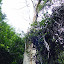 A tall tree that sheds its bark in ribbons