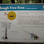 Interesting facts about the rough tree fern