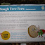More interesting facts about the rough tree fern