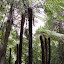 The ferns are really tall too