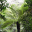 And there are lots of them. But the guide said they were almost all wiped out by drought not too long ago. And they had to add water sprinklers to the valley to save the ferns.
