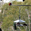Parrots at the Scenic World building
