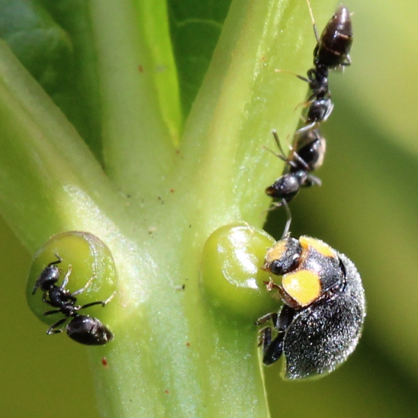 Yellowshouldered Ladybird Project Noah