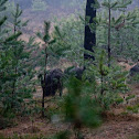 everzwijn (Sus scrofa)