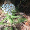 Yarrow