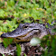 American Alligator
