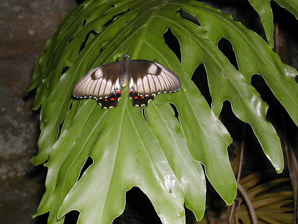 Spotting Image 1
