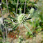 Sea Holly