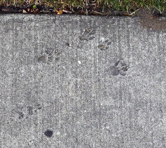 Spotting Image 1