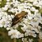 Longhorn beetle