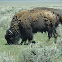 Bison