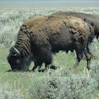 Bison
