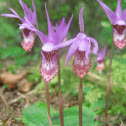 Fairy Slipper