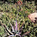 Aloe chabaudii