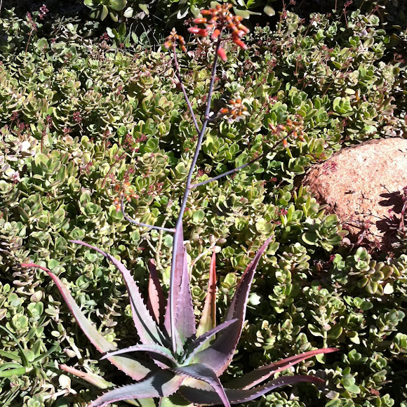 Spotting Image 1