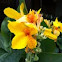 Canna Lily