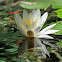 Water Lily - Lotus