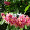 Castaño de Indias rojo híbrido