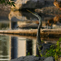Great Blue Heron