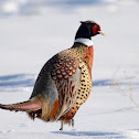 Ring-necked Pheasant