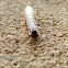Millipede