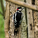 greater spotted woodpecker