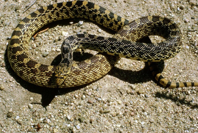 [800px-Bull_snake[5].jpg]
