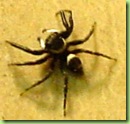 arana