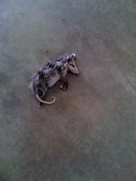 Spotting Image 1