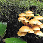 mushrooms