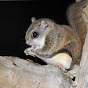 Northern Flying Squirrel