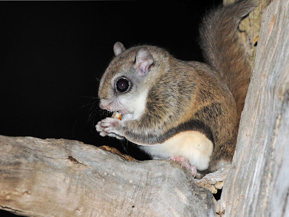 Northern Flying Squirrel Project Noah