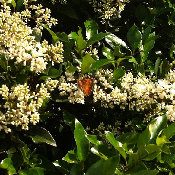 Spotting Image 1