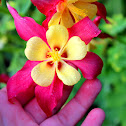 Columbine