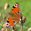 European Peacock