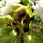 Jagged Ambush Bugs