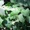 Poison Ivy