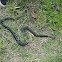 Indigo Snake