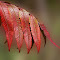 PV-Leaf-0194-2.jpg