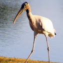 Wood Stork