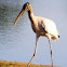 Wood Stork