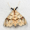 Pyralid Moth