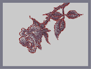 Thumbnail of the map 'Gothic Rose with Leaves'