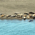 Northern elephant seals