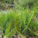 mediterranean dwarf palm; palmito