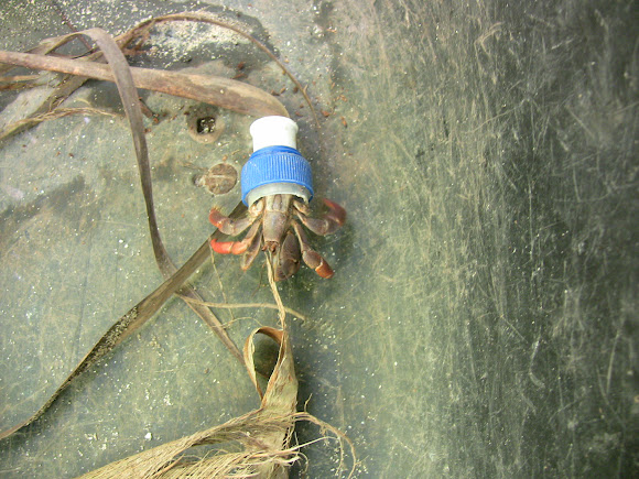 Spotting Image 1