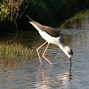 Black-winged Stilt