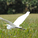 Great Egret